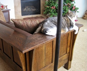 cat on arm of stickley settle